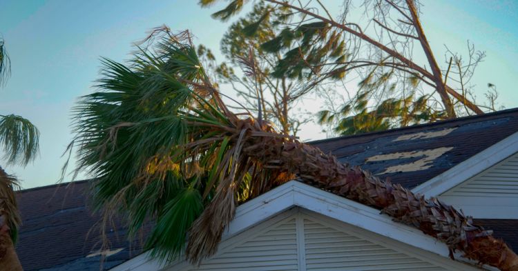 tree falls on roof